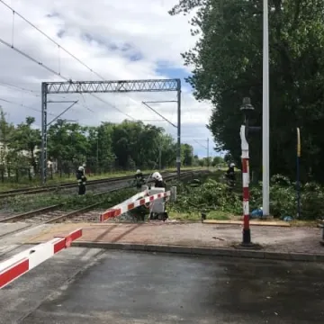 Powalone drzewo na torach