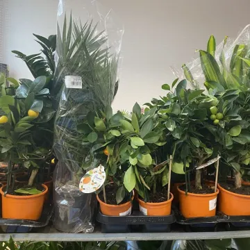 Rośliny opanowały Radomsko. Festiwal Roślin odbył się po raz pierwszy