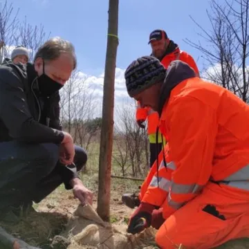 Prezydent Radomska sadził drzewa przy ul. Unii Europejskiej