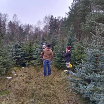 Wielkie „Choinkobranie” w Radomsku