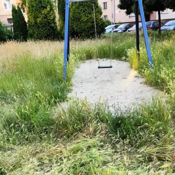 Betonoza kontra łąki kwietne