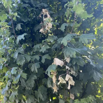 Oparzenie słoneczne drzew na ul. Reymonta w Radomsku