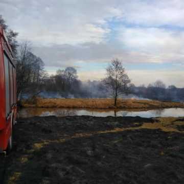 Duży pożar suchych traw w Pławnie