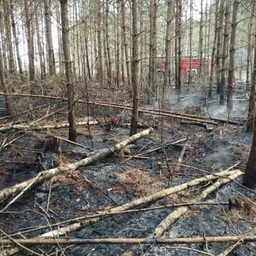 [WIDEO] Spłonęło 3,5 hektara poszycia w Szczepocicach Rządowych