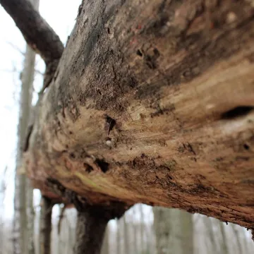 Leśne krajobrazy na plenerze fundacji „Foto POZYTYW”