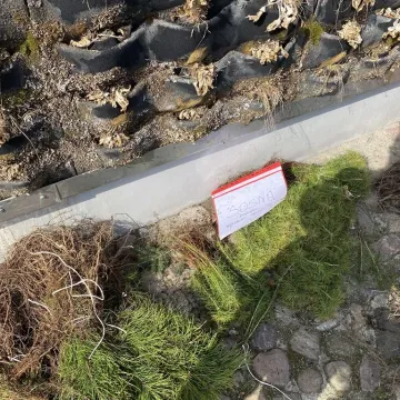 Zielone Radomsko. Darmowe sadzonki dla mieszkańców