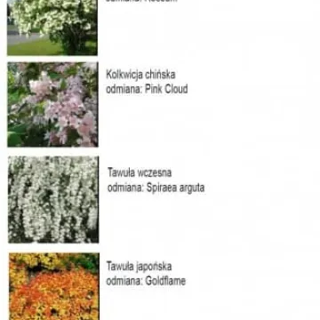 Wizualizacja skweru przy ul. Sierakowskiego