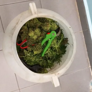 Bełchatów: policjanci przejęli 2,5 kg suszu marihuany