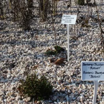 Ekopracownia pod chmurką w PSP nr 9 w Radomsku już działa