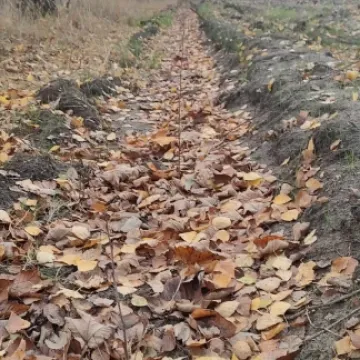 Dobiegła końca jesienna akcja odnowienia powierzchni leśnych