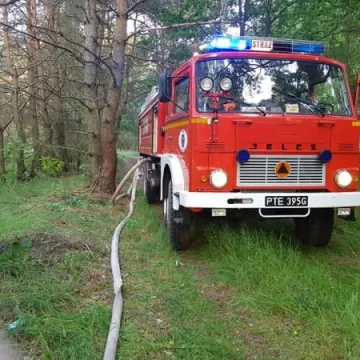 Dąbrowa – pożar poszycia leśnego