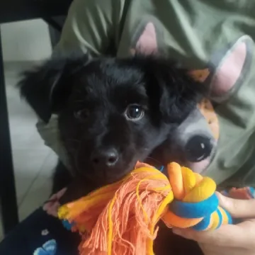 Adopcja za naszą sprawą. Moli ma swój dom