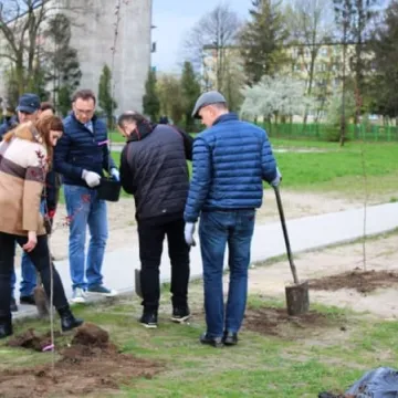Samorządowcy z Platformy Dialogu sadzili drzewa