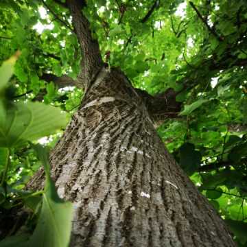 „Zazieleńmy Radomsko”: gdzie posadzić drzewa? Urzędnicy czekają na propozycje