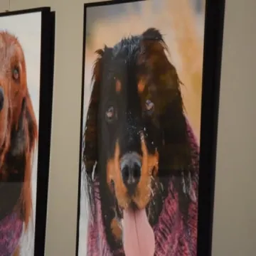 Cztery łapy w obiektywie 