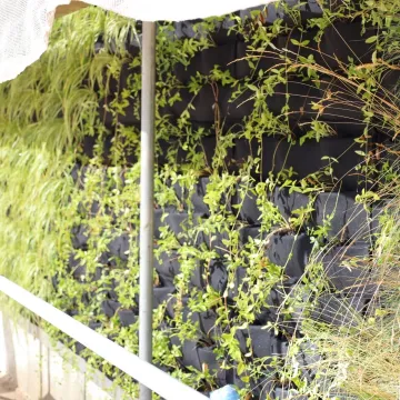 W Radomsku powstaje ogród wertykalny