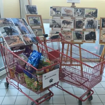 Finał akcji „Podaruj seniorowi domek”