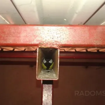 Wernisaż prac „Rogala” w MDK 