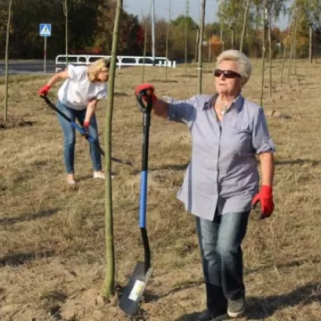 Sto drzew na stulecie