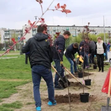 Samorządowcy z Platformy Dialogu sadzili drzewa