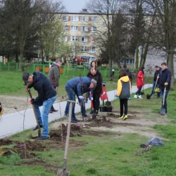 Samorządowcy z Platformy Dialogu sadzili drzewa