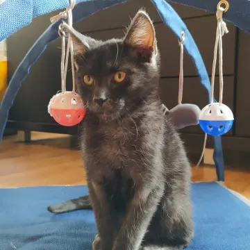 Sukces pierwszego odcinka programu „Przygarnij Mnie”. Sasza ma nowy dom