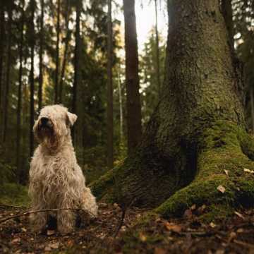 Spacer po lesie z psem – o czym musisz pamiętać, wybierając się na wycieczkę?