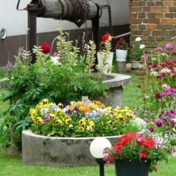 Radomsko w kwiatach i zieleni 