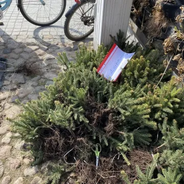 Zielone Radomsko. Darmowe sadzonki dla mieszkańców