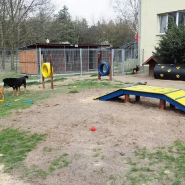 W schronisku dla zwierząt w Radomsku powstał Mini Dog Park
