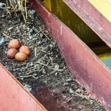 Sokoły wędrowne z Elektrowni Bełchatów czekają na potomstwo