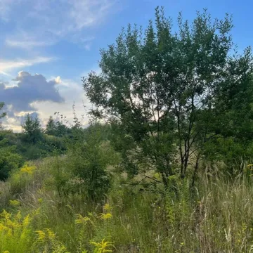 Spacer w obronie drzew na Gliniankach w Radomsku