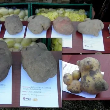 Święto Ziemniaka w Dmeninie