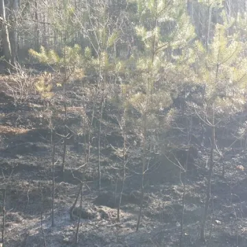 Pożar lasu w Małej Wsi w gm. Żytno