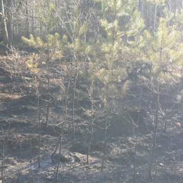 Pożar lasu w Małej Wsi w gm. Żytno