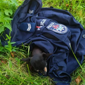 Policjanci z Radomska pomogli zagubionemu psu