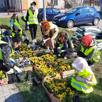 W Radomsku posadzono ponad 300 bratków w żółtym i niebieskim kolorze