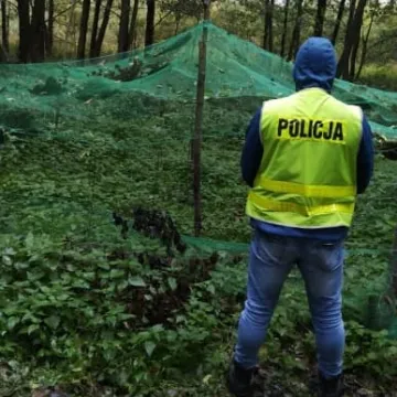 Zlikwidowana plantacja marihuany