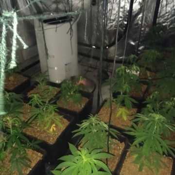 Kolejna plantacja marihuany zlikwidowana przez bełchatowskich policjantów